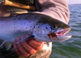 Brush-caught fish Brush-caught fish