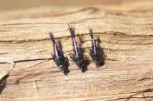 Video thumb for Delo's Iso Nymph