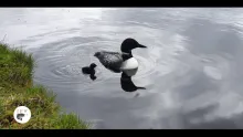 Video thumb for Loon on a nest