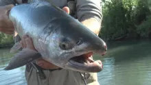 Video thumb for Fly Fishing In Alaska