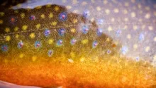 Video thumb for Chasing Brook Trout - The Next Generation