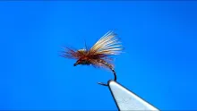 Video thumb for Fiery Brown Missing Link Caddis