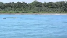 Video thumb for Costa Rica - Giant Tarpon 