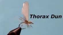 Video thumb for Thorax Dun - Marinaro Style