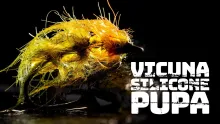 Video thumb for Vicuna & Silicone Pupa