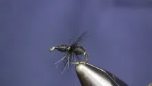 Video thumb for Black Ant