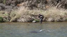Video thumb for Flyfishing the Oreti
