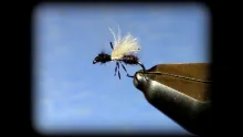 Video thumb for CDC Flying Ant