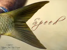 User submitted picture: "MacabÃ­" extremeÃ±o