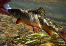 User submitted picture: I was stripping small str...