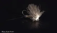 User submitted picture: CdC siphlonorus