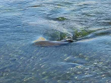 User submitted picture: A typical brown on 7x tip...