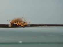 User submitted picture: Alive? "Dark Shimp" by ...