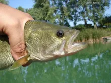 User submitted picture: Largemouth Bass in My Han...