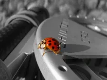 User submitted picture: Ladybug on fly reel. Nice...