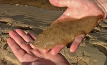 User submitted picture: Common sole caught on Lan...