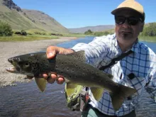 User submitted picture: Brown trout of the Trolop...