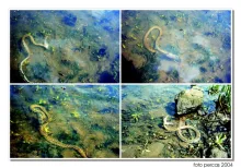 User submitted picture: A snake grave attack on t...