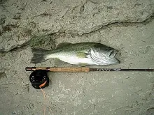 User submitted picture: Large mouth bass on a vin...