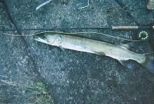 User submitted picture: A muskie I landed alone w...