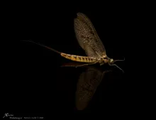 User submitted picture: It's Mayfly time!!!