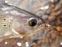 User submitted picture: Eyes On The Prize- Arctic...