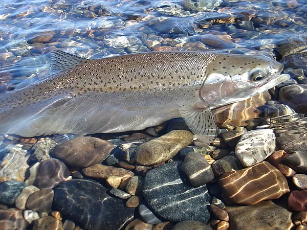 User submitted picture: FinsII