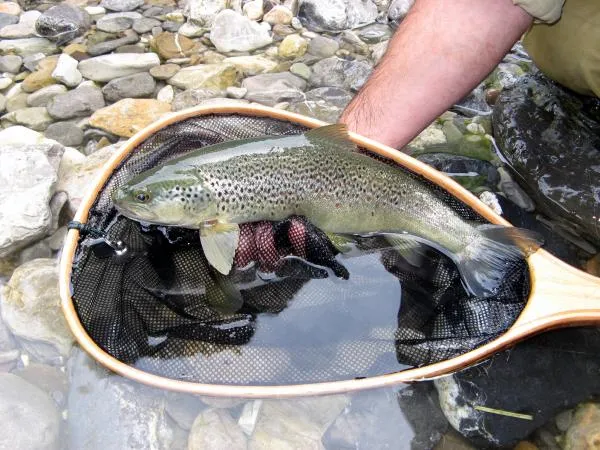 User submitted picture: "Alpin trout"