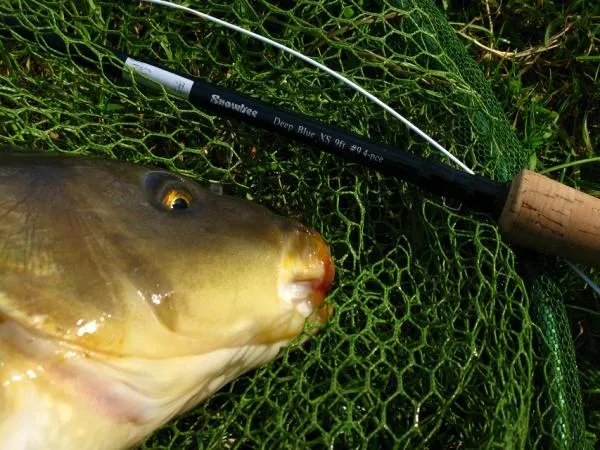 User submitted picture: Carp on the fly rod,