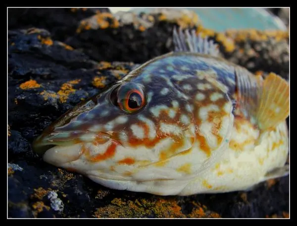 User submitted picture: Labrus bergylta Ascanius ...