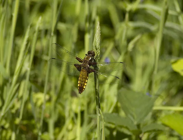 User submitted picture: This is a female Darter D...