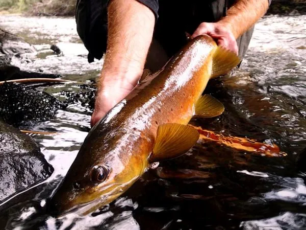 User submitted picture: South West Tasmanian Pre-...