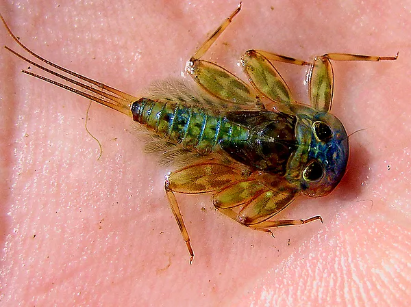 User submitted picture: The beautiful candy