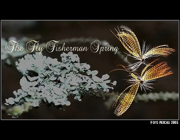 User submitted picture: My favourite fly...