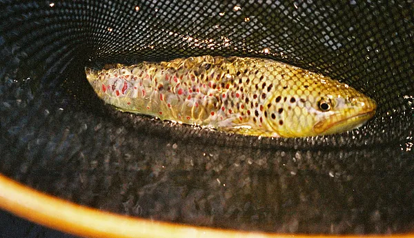 User submitted picture: A netted Brown Trout.  Th...