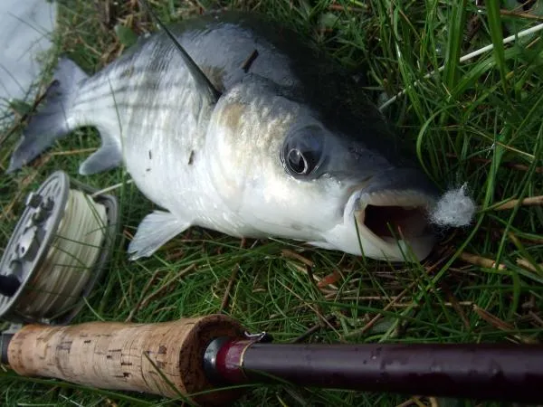 User submitted picture: Mugil on fly