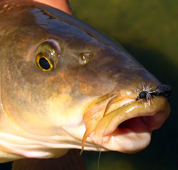 User submitted picture: Closeup of a barbel and a...