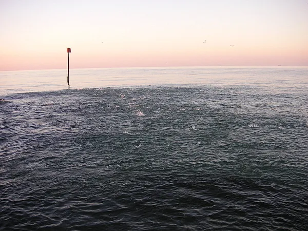 User submitted picture: Whitebait being chased by...