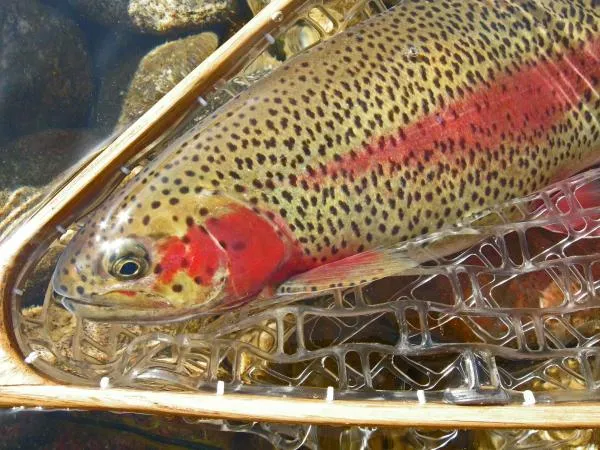 User submitted picture: Blue River Red-side.  