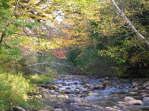 User submitted picture: Where Wild Brook Trout Li...