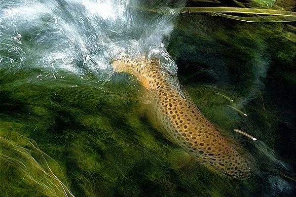 User submitted picture: Iton brown trout fighting...