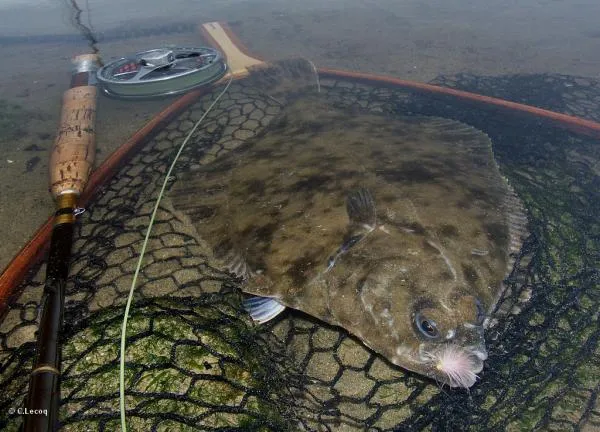 User submitted picture: The flounder 